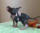 Sphynx Cats for sale in Lansing, MI 48930, USA. price: $500