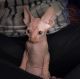 Sphynx Cats for sale in Cumberland, MD 21502, USA. price: NA