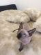 Sphynx Cats for sale in Pasadena, TX, USA. price: $400