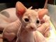 Sphynx Cats for sale in Richmond, VA, USA. price: $800