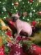 Sphynx Cats for sale in Howell, MI, USA. price: NA