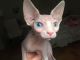 Sphynx Cats for sale in 1510 Lexington Ave, New York, NY 10029, USA. price: $2,200