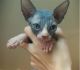 Sphynx Cats for sale in Denver, CO 80208, USA. price: $500