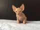 Sphynx Cats for sale in Cleveland, OH, USA. price: NA