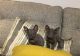 Sphynx Cats for sale in Minneapolis, MN 55442, USA. price: $500