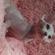 Sphynx Cats for sale in Michigan City, IN, USA. price: NA