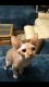Sphynx Cats for sale in Ocala, FL, USA. price: NA