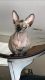 Sphynx Cats for sale in Ocala, FL, USA. price: $800