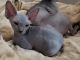 Sphynx Cats for sale in Little Rock, AR 72205, USA. price: $500