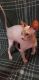 Sphynx Cats for sale in Glendale, AZ, USA. price: $500