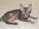 Sphynx Cats for sale in Des Moines, IA 50306, USA. price: NA