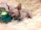 Sphynx Cats for sale in Las Vegas, NV 89107, USA. price: $500