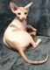 Sphynx Cats for sale in Ocala, FL, USA. price: $1,300