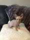 Sphynx Cats for sale in Indianapolis, IN, USA. price: $500