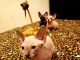 Sphynx Cats for sale in Fall River, MA 02721, USA. price: NA