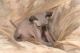 Sphynx Cats for sale in Kansas City, MO 64126, USA. price: NA