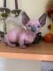 Sphynx Cats for sale in Las Vegas, NV, USA. price: $500