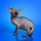 Sphynx Cats for sale in New Orleans, LA 70121, USA. price: $500