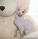 Sphynx Cats for sale in Texas City, TX, USA. price: NA