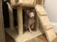 Sphynx Cats for sale in Boiling Springs, SC 29316, USA. price: NA