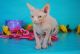 Sphynx Cats for sale in Denver, CO, USA. price: $800