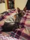 Sphynx Cats for sale in Hall, MT 59837, USA. price: $1,500