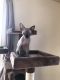 Sphynx Cats for sale in Boiling Springs, SC 29316, USA. price: $1,400