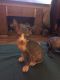 Sphynx Cats for sale in Memphis, TN 38107, USA. price: $300