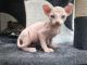 Sphynx Cats for sale in Clinton St, New York, NY, USA. price: NA