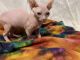 Sphynx Cats for sale in Bowie, MD, USA. price: $1,600