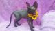 Sphynx Cats for sale in Calabasas, CA, USA. price: NA