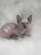 Sphynx Cats for sale in Harrisburg, IL 62946, USA. price: NA