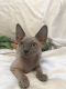 Sphynx Cats for sale in New Orleans, LA, USA. price: NA