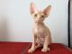 Sphynx Cats for sale in Calabasas, CA, USA. price: NA