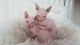 Sphynx Cats for sale in N Los Angeles St, Los Angeles, CA 90012, USA. price: $250