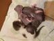 Sphynx Cats for sale in Davenport, FL, USA. price: $1,300