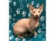 Sphynx Cats for sale in Des Moines, IA 50306, USA. price: NA