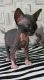 Sphynx Cats for sale in Austin, TX 78723, USA. price: NA