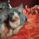 Sphynx Cats for sale in Seattle, WA 98168, USA. price: $500