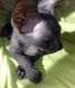 Sphynx Cats for sale in Tulsa, OK 74136, USA. price: $500