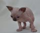Sphynx Cats for sale in Grand Forks, ND 58207, USA. price: NA