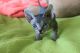 Sphynx Cats for sale in Honolulu, HI 96824, USA. price: $500