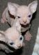Sphynx Cats for sale in TX-121, Plano, TX, USA. price: NA