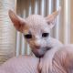 Sphynx Cats for sale in Dallas, TX 75204, USA. price: NA