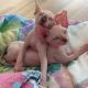 Sphynx Cats for sale in Tulsa, OK 74135, USA. price: $200