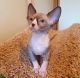 Sphynx Cats for sale in Seattle, WA, USA. price: $300