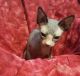 Sphynx Cats for sale in Scottsdale Dr, Richardson, TX 75080, USA. price: NA