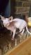 Sphynx Cats for sale in Lake Carolyn Pkwy, Irving, TX 75039, USA. price: $500