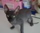 Sphynx Cats for sale in F1B Atlantic Blvd, Jacksonville, FL 32224, USA. price: NA