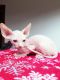 Sphynx Cats for sale in Scottsdale Dr, Richardson, TX 75080, USA. price: $500